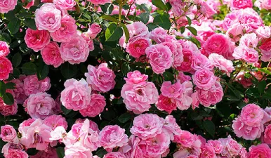 Обширный выбор роз